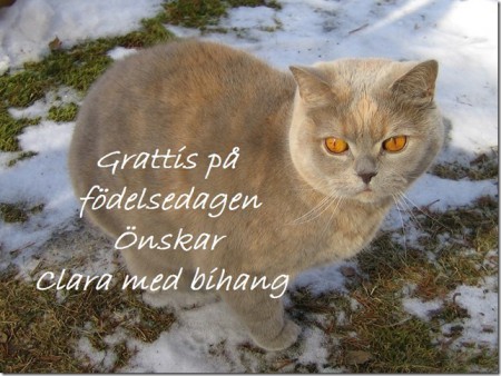 I-B. Nyströms katter