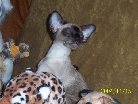 Prince