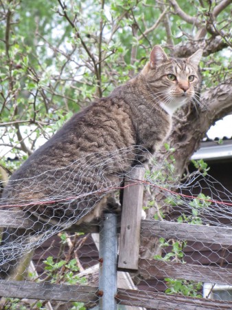 Vagabond