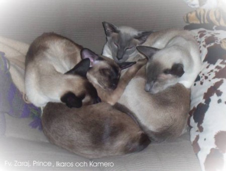 Prince, Zaraj, Ikaros och Kamero