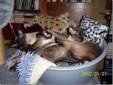 Molly och Zazza