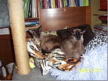 Molly och Zazza